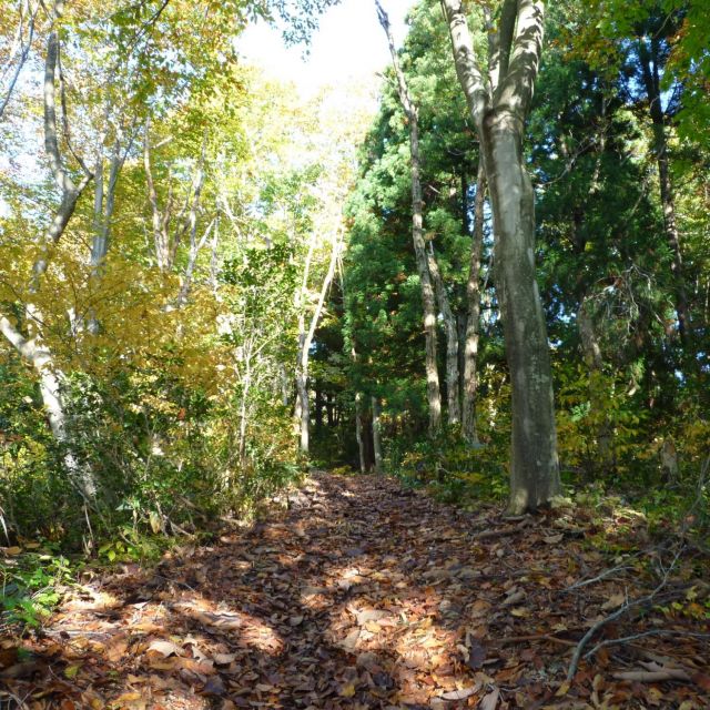 遊歩道から脇道に入ると、鷹待山へ。