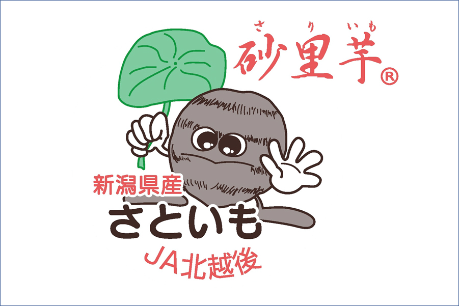 さといも 砂里芋（さりいも） 秀品2.5kg Mサイズ ※9月中旬頃から発送予定