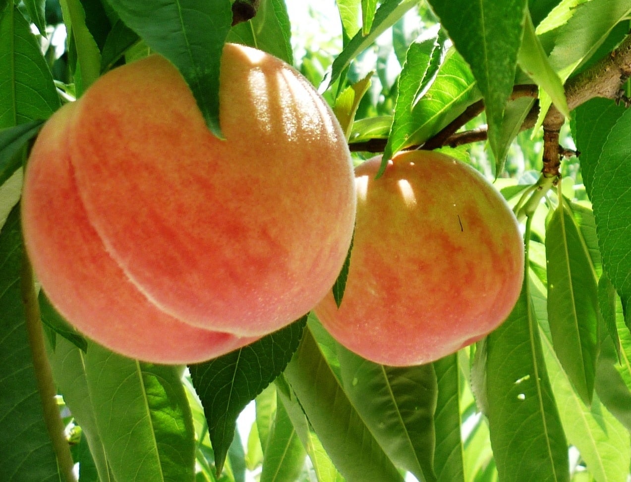 新潟県産もも（ＪＡにいがた南蒲）
